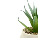 Suculenta verde base prisma 10,5cm