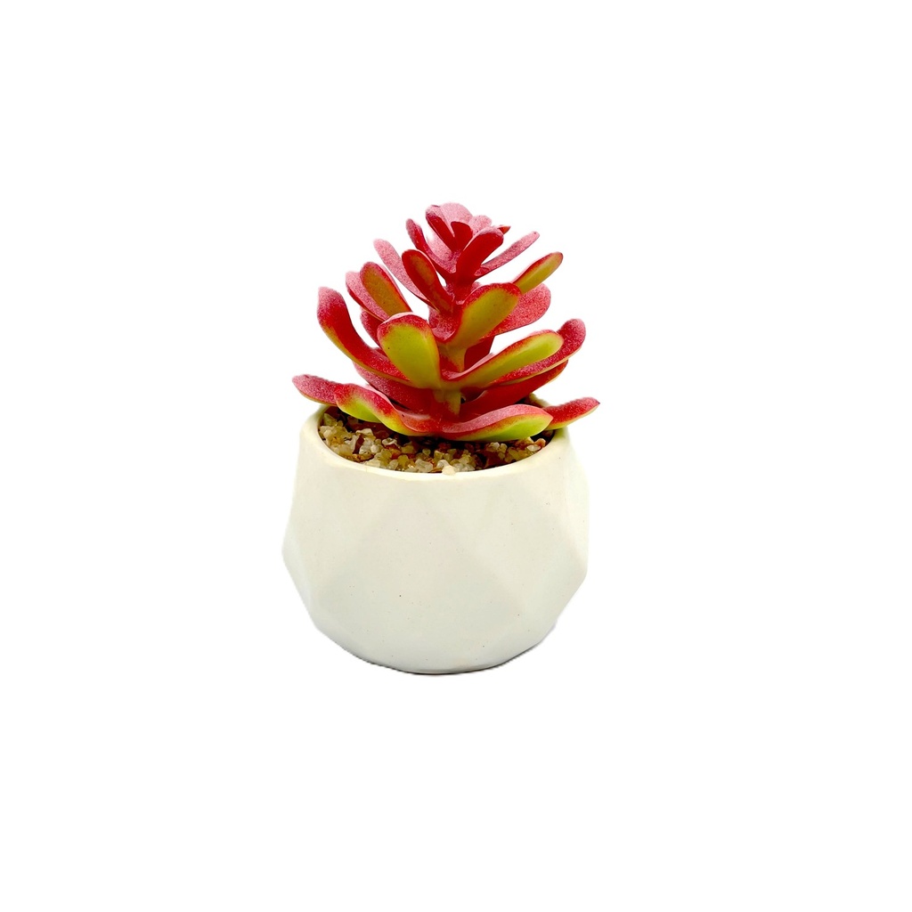 Suculenta base prisma 10,5cm