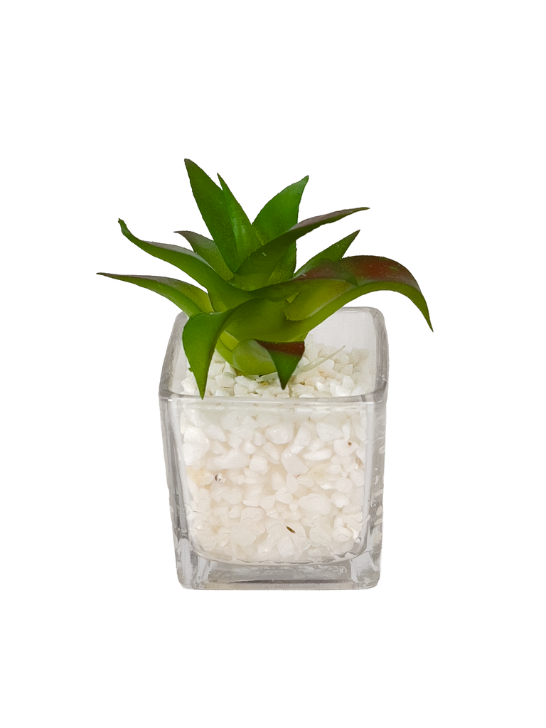 Suculenta base vidrio 12cm