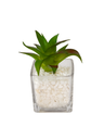 Suculenta base vidrio 12cm