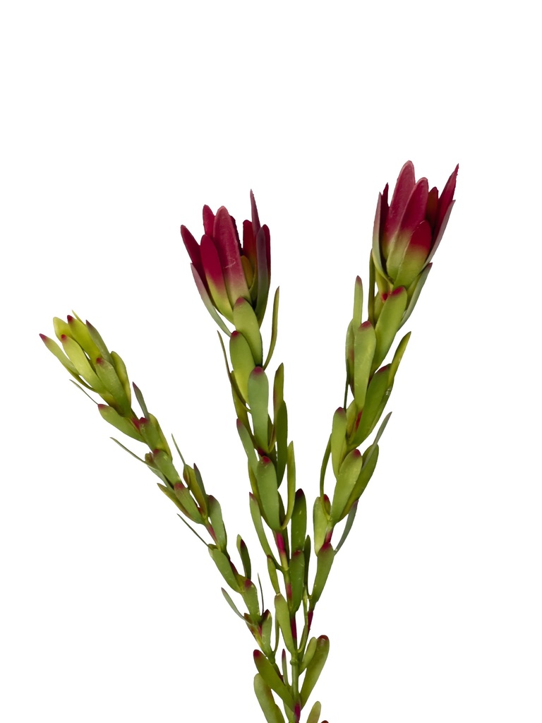 Flor protea artificial roja