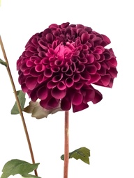 [230035546] Dalia artificial morada
