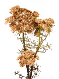 [230035566] Flor del obispo artificial café